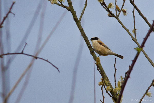 Rémiz penduline — Remiz pendulinus (Linnaeus, 1758), (Réserve ornithologique Terre d'Oiseaux, Braud-et-Saint-Louis (33), France, le 07/03/2019)