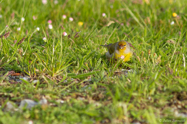 Venturon montagnard — Carduelis citrinella (Pallas, 1764), (La Pierre Saint-Martin (64), France, le 18/05/2020)