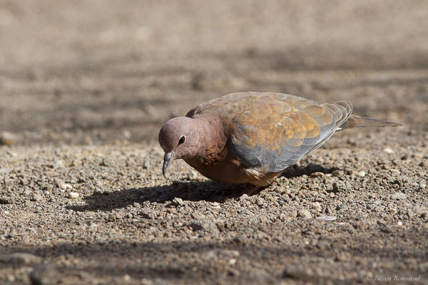 Tourterelle maillée — Streptopelia senegalensis (Linnaeus 1766), (Esquinzo, Fuerteventura, (Iles Canaries, Espagne), le 14/02/2022)