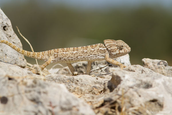 Caméléon commun — Chamaeleo chamaeleon (Linnaeus, 1758)