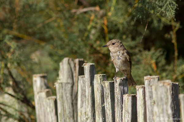 Gobemouche gris — Muscicapa striata (Pallas, 1764), (Campomoro (2A), France, le 04/09/2019)