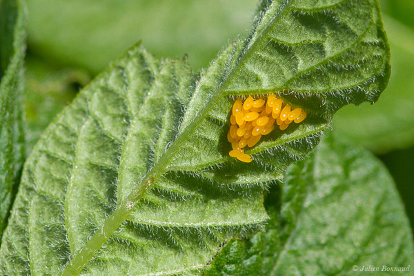 Doryphore (Leptinotarsa decemlineata) (ponte) (Parbayse (64), France, le 31/05/2019)