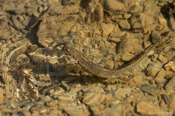 Calotriton des Pyrénées — Calotriton asper (Al. Dugès, 1852)