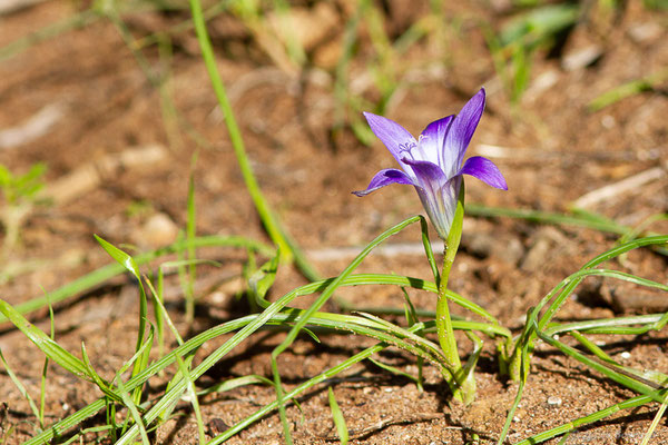 Glaïeul des moissons — Gladiolus italicus Mill., 1768