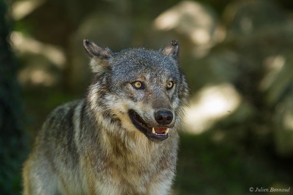 Loup gris – Canis lupus Linnaeus, 1758, (Parc animalier des Pyrénées, Argelès-Gazost (65), France, le 19/07/2020)