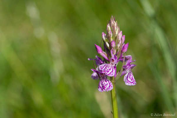 Dactylorhize tacheté — Dactylorhiza maculata (L.) Soó, 1962,