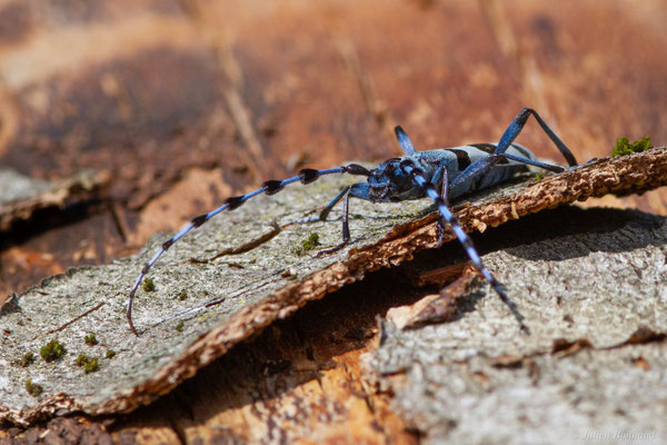 Rosalie des Alpes — Rosalia alpina (Linnaeus, 1758), (Bedous (64), France, le 03/08/2025)