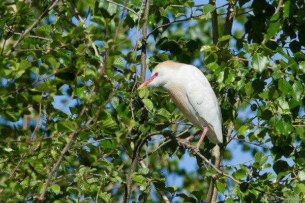 Héron garde-bœufs — Bubulcus ibis (Linnaeus, 1758), (Base de Loisirs d'Orthez-Biron (64), France, le 11/04/2024)