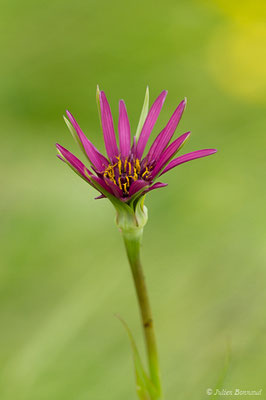 Salsifis à feuilles de poireau — Tragopogon porrifolius L., 1753, (Braud-et-Saint-Louis (33), France, le 09/05/2019)