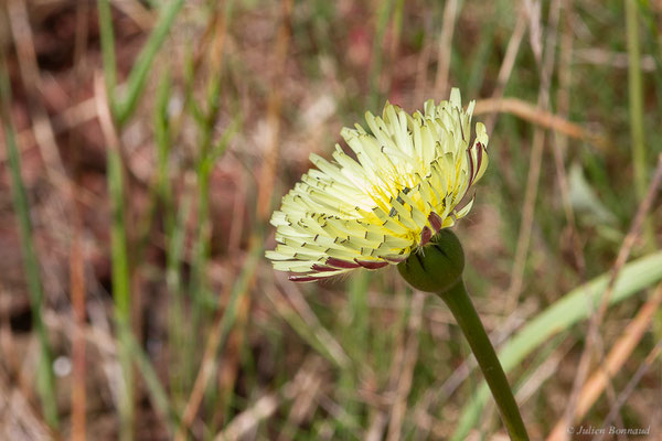 Urosperme de Daléchamps, Salsifis de Daléchamps — Urospermum dalechampii (L.) Scop. ex F.W.Schmidt, 1795, (Lac du Salagou, Clermont-l'Hérault (34), France, le 02/05/2025)