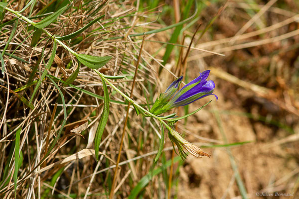 Gentiane pneumonanthe — Gentiana pneumonanthe L., 1753, (Mendive (64), France, le 25/10/2022)