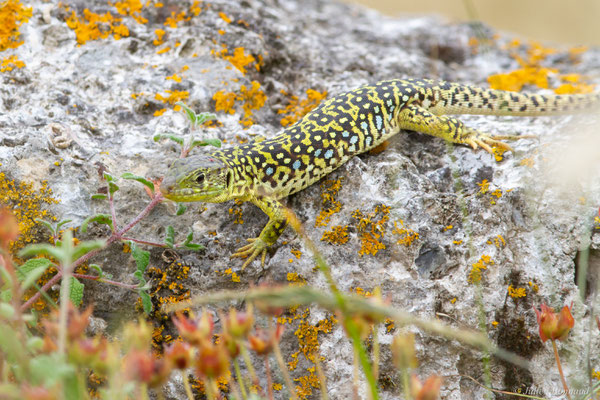 Lézard ocellé — Timon lepidus (Daudin, 1802), (femelle adulte), (Tarnos (64), France), le 05/06/2025)