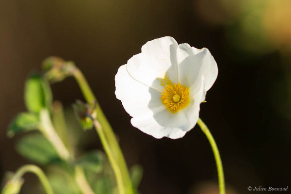 Ciste à feuilles de sauge, Mondré — Cistus salviifolius L., 1753