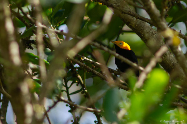 Manakin à tête d'or — Ceratopipra erythrocephala (Linnaeus, 1758)