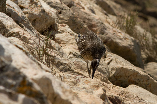 Courlis corlieu — Numenius phaeopus (Linnaeus, 1758), (Lagos (Faro), (Algarve), Portugal, le 30/08/2018)