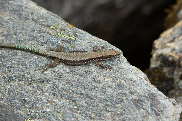 Lézard de Galan — Iberolacerta galani Arribas, Carranza & Odierna, 2006, (Parc naturel du lac de Sanabria (Zamora), Espagne), le 06/07/2022)