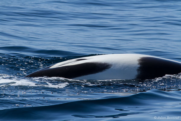 Orque ou Épaulard – Orcinus orca (Linnaeus, 1758), (Saint-Jean-de-Luz (64), France, le 05/10/2019)