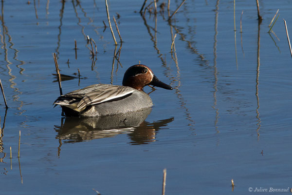 Sarcelle d'hiver — Anas crecca Linnaeus, 1758, (Parc ornithologique de Pont de Gau (13), France, le 20/02/2020)