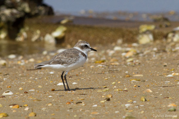 Gravelot à collier interrompu ou Gravelot de Kent (Charadrius alexandrinus) (Ria Formosa (Faro), (Algarve), Portugal, le 01/09/2018)