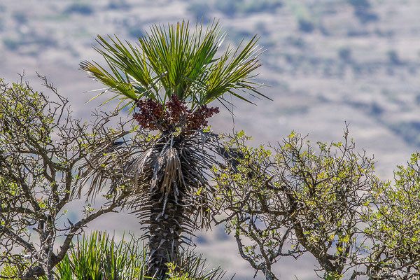 Chamaerops nain, Doum, Palmier nain — Chamaerops humilis L., 1753, (Tétouan (Tanger-Tétouan-Al Hoceïma), Maroc, le 27/09/2023)