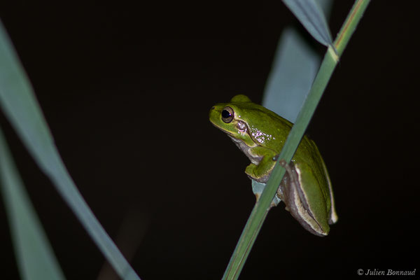 Rainette sarde – Hyla sarda (Betta, 1857), (Poticcio (2A), France, le 02/09/2019)