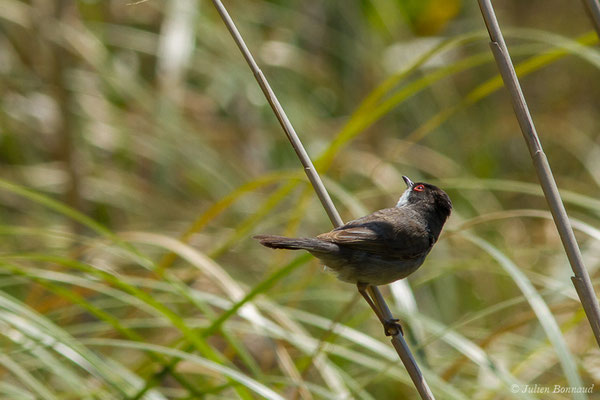 Fauvette mélanocéphale — Curruca melanocephala (Gmelin, JF, 1789), (mâle adulte) (Bidart (64), France, le 22/05/2019)