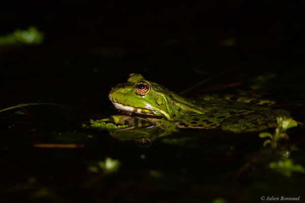 Grenouille de Graf — Pelophylax kl. grafi (Crochet, Dubois, Ohler & Tunner, 1995)