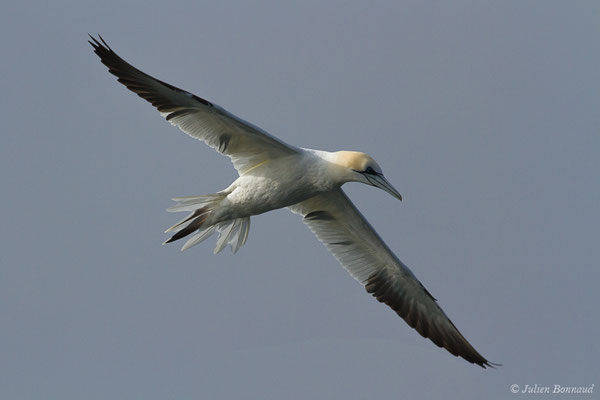 Fou de Bassan – Morus bassanus (Linnaeus, 1758), (Saint-Jean-de-Luz (64), France, le 20/04/2019)
