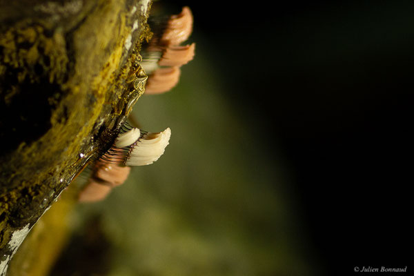 Stemonitis fusca Roth, 1788, (Accous (64), France, le 08/08/2022