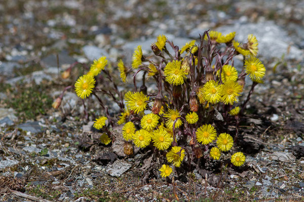 Tussilage — Tussilago farfara L., 1753
