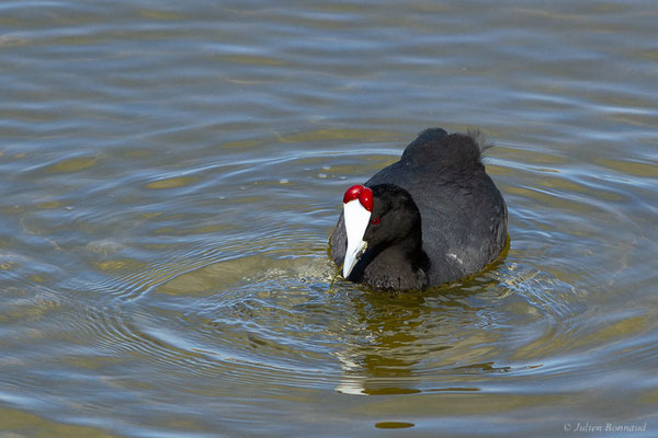 Foulque caronculée — Fulica cristata Gmelin, 1789, (Kenitra (Rabat-Salé-Kénitra), Maroc, le 20/01/2023)