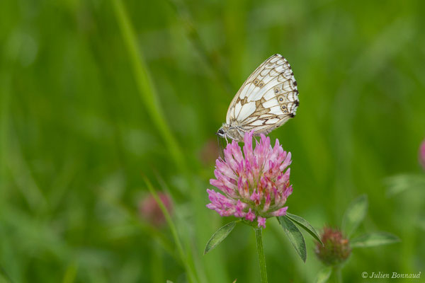 Demi-deuil — Melanargia galathea (Linnaeus, 1758), (Anglade (33), France, le 21/06/2018)