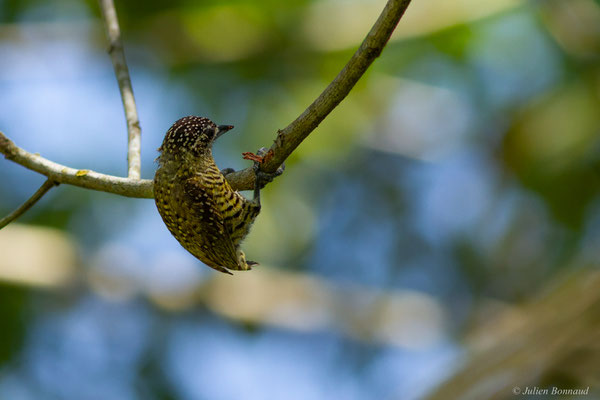 Picumne de Buffon — Picumnus exilis (Lichtenstein, 1823), (La Césarée, Macouria, Guyane, le 29/09/2017)