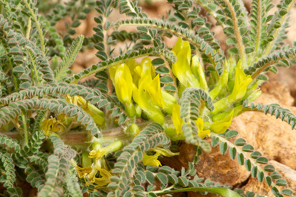Astragale sans tige — Astragalus exscapus L., 1771