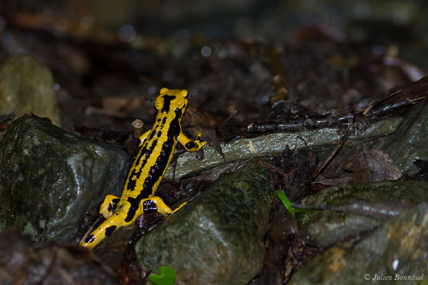 Salamandre tachetée — Salamandra salamandra fastuosa (Schreiber, 1912)