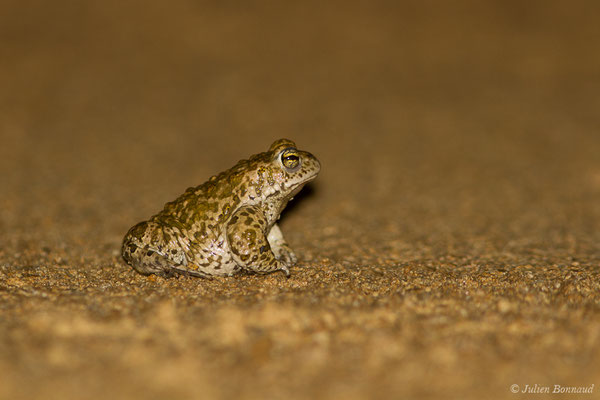 Crapaud calamite — Epidalea calamita (Laurenti, 1768)