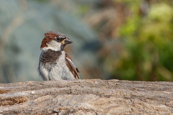 Moineau domestique — Passer domesticus (Linnaeus, 1758), (Anglet (64), France, le 10/08/2024)