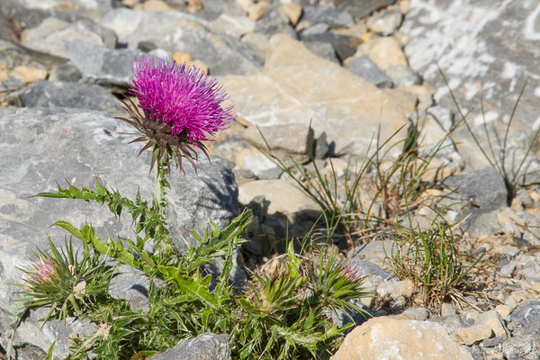 Chardon penché — Carduus nutans L., 1753, (Station de ski de Gourette, Eaux Bonnes (65), France, le 30/07/2020)