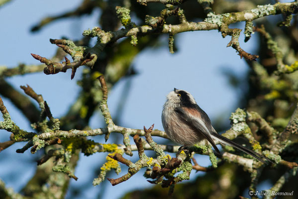 Mésange à longue queue – Aegithalos caudatus (Linnaeus, 1758), (Pontivy (56), France, le 06/02/2018)