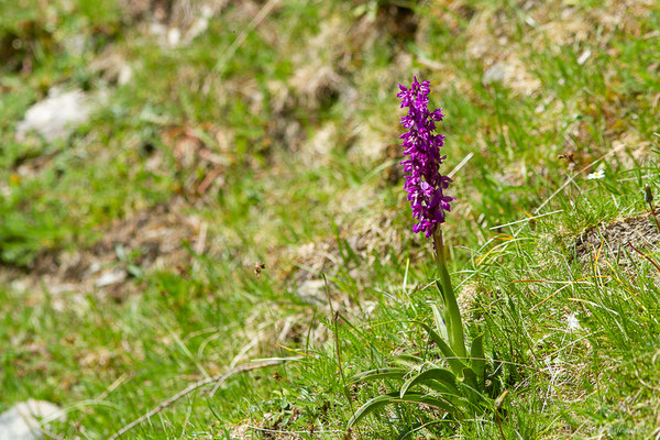 Orchis mâle — Orchis mascula (L.) L., 1755