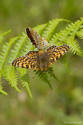 Mélitée du plantain — Melitaea cinxia (Linnaeus, 1758), (accouplement) (Dax (40), France, le 16/05/2018)