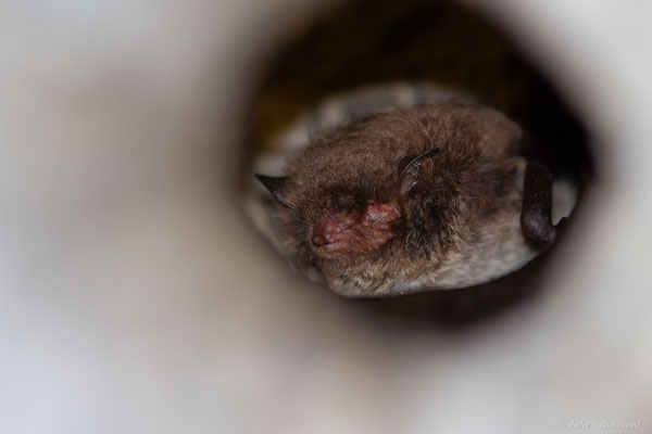 Murin de Daubenton — Myotis daubentonii (Kuhl, 1817), (Orthez (64), France, le 03/04/2025)