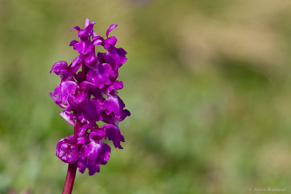 Orchis mâle — Orchis mascula (L.) L., 1755