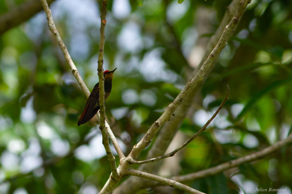 Colibri rubis-topaze — Chrysolampis mosquitus (Linnaeus, 1758)