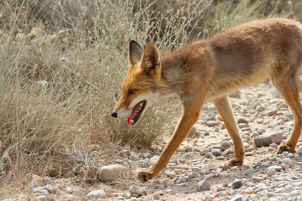 Renard roux — Vulpes vulpes (Linnaeus, 1758), (Parque Natural de las Bardenas, Navarre, Espagne, le 08/06/2022)