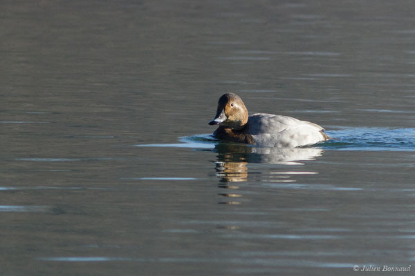 Fuligule milouin – Aythya ferina (Linnaeus, 1758), (femelle en plumage nuptial) (Saligue d'Artix (64), France, le 05/01/2019)