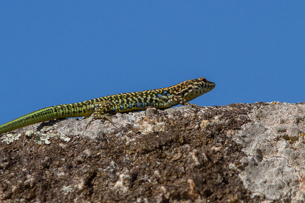 Lézard tyrrhénien — Podarcis tiliguerta (Gmelin, 1789)
