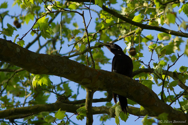 Pic noir — Dryocopus martius (Linnaeus, 1758), (Maurrin (40), France, le 14/04/2020)