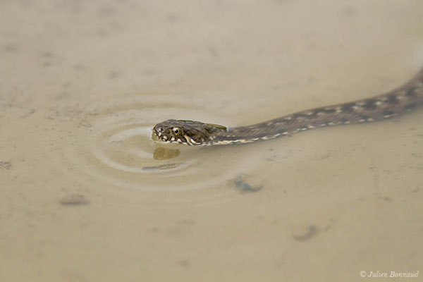 Couleuvre vipérine — Natrix maura (Linnaeus, 1758), (subadulte) (Adé (65), France, le 17/05/2021)