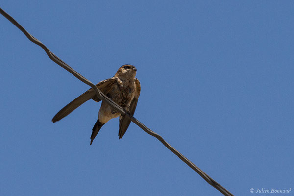 Hirondelle rousseline – Cecropis daurica (Laxmann, 1769), (juvénile) (La Peña (Andalousie), le 07/08/2020)